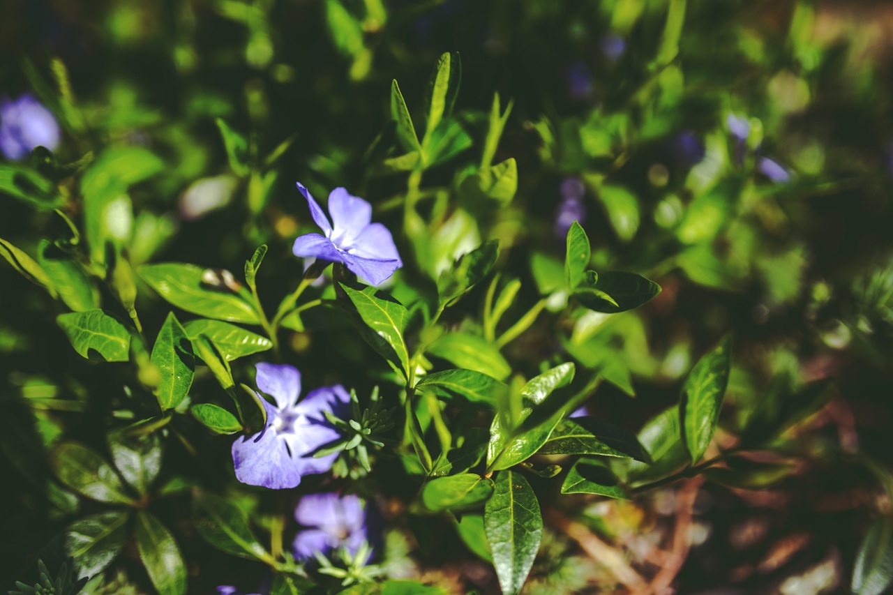 flowers-purple-garden-plant